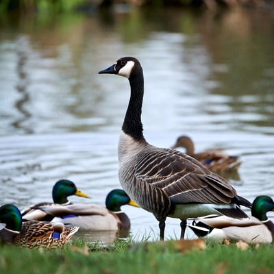 Canada Goose with Ducks by Pond