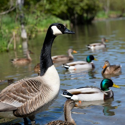 Canada Goose with Ducks in Pond