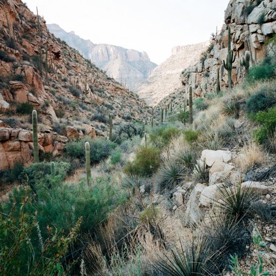 Saguaro Cacti in Red Rock Canyon