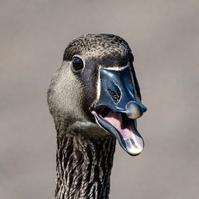 Canada Goose Honking Open Mouth
