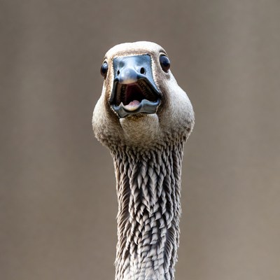 Goose honking with open mouth