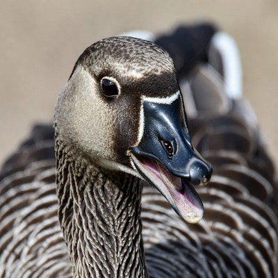 Goose honking with open beak