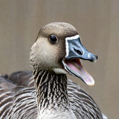 Goose honking with open beak