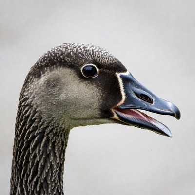 Goose honking with open beak