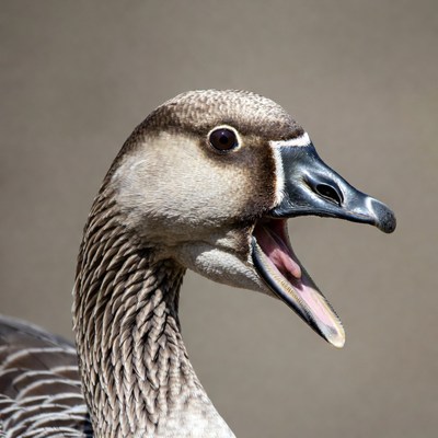 Goose honking with open mouth