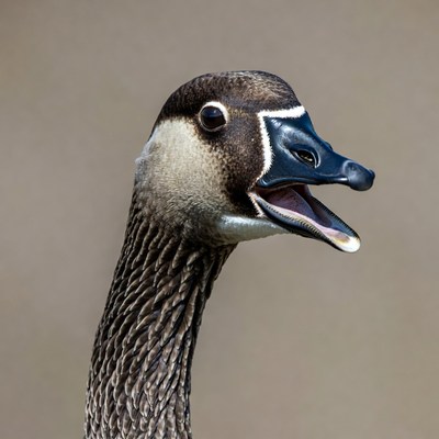 Canada Goose Honking Open Beak