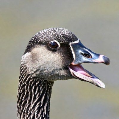 Canada Goose Honking with Open Beak