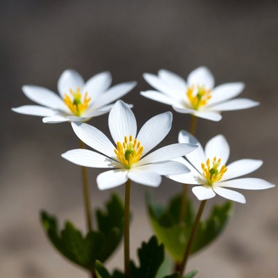 Cluster of White Anemone Flowers