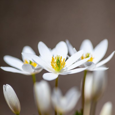 Cluster of White Anemone Flowers