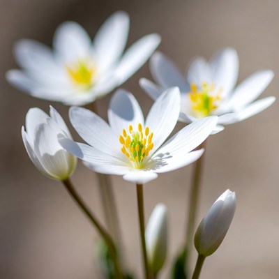 Cluster of White Anemone Flowers