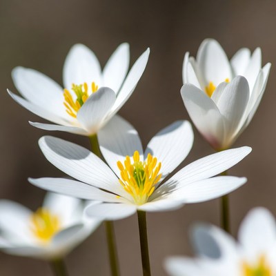 Cluster of White Anemone Flowers