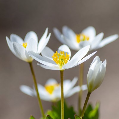 Cluster of White Anemone Flowers