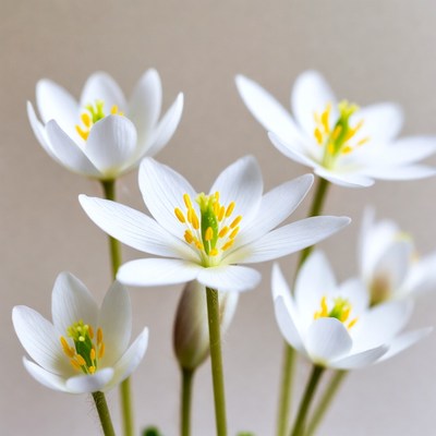 Cluster of White Star-Shaped Flowers