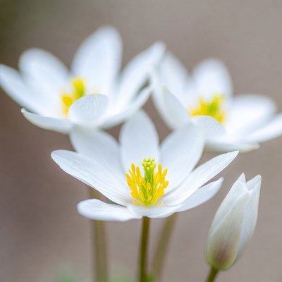White Anemone Flowers with Yellow Centers