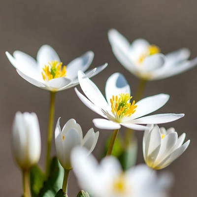 Cluster of White Anemone Flowers