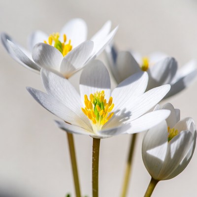 White Anemone Flowers with Yellow Centers