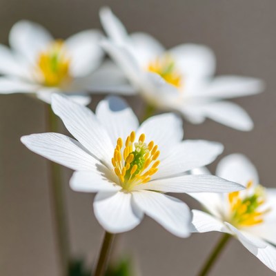 White Anemone Flowers with Yellow Centers