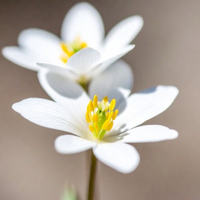 White Anemone Flowers with Yellow Centers