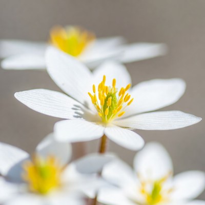 White Anemone Flowers Closeup