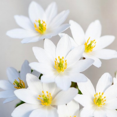 Cluster of White Anemone Flowers