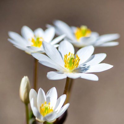 Cluster of White Star-Shaped Flowers