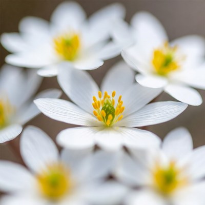 Close-up of white anemone flowers
