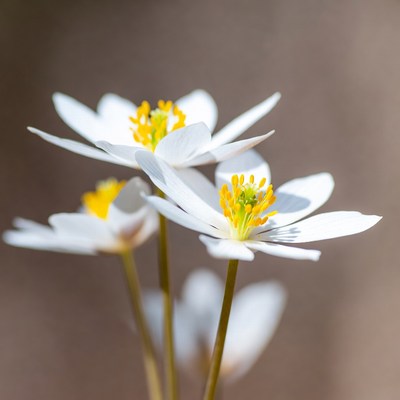 White Anemone Flowers with Yellow Centers