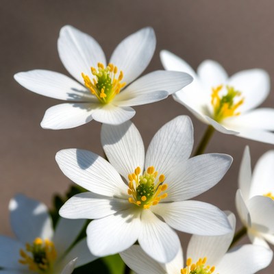 Cluster of White Star-Shaped Flowers