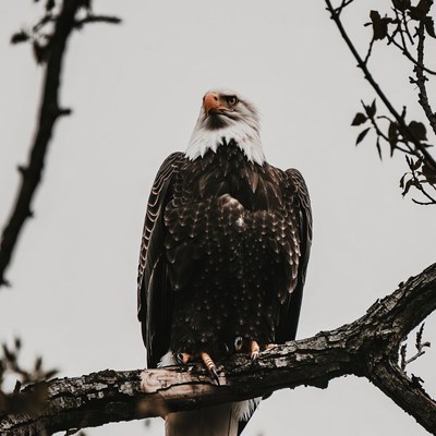 Bald eagle perched on branch