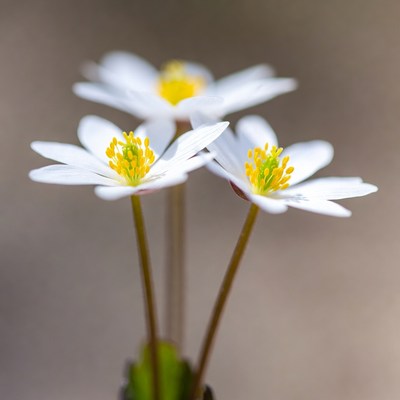 Three White Anemone Flowers