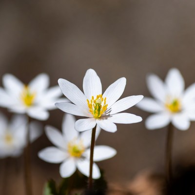 Cluster of White Anemone Flowers