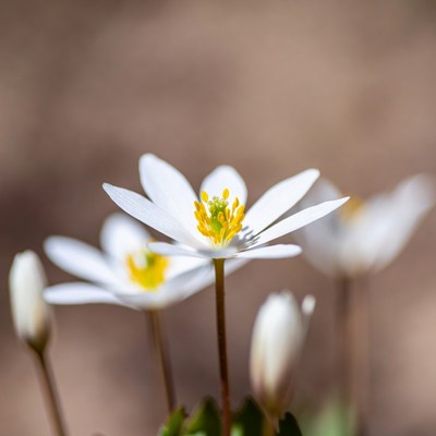 White Anemone Flowers with Yellow Centers