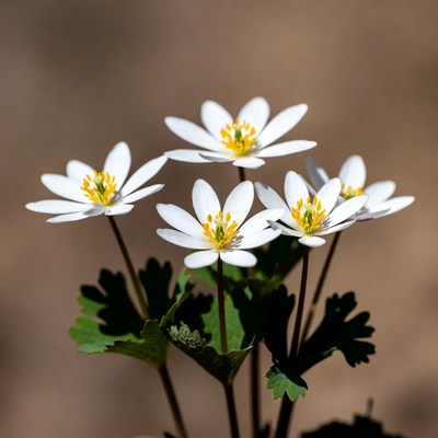 Cluster of White Anemone Flowers