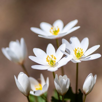 Cluster of White Anemone Flowers