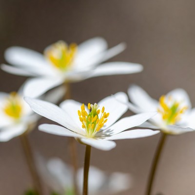 White Anemone Flowers with Yellow Centers