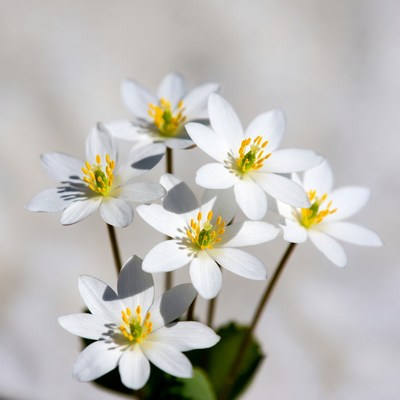 Cluster of White Star-Shaped Flowers
