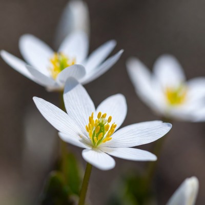White Anemone Flowers Blooming
