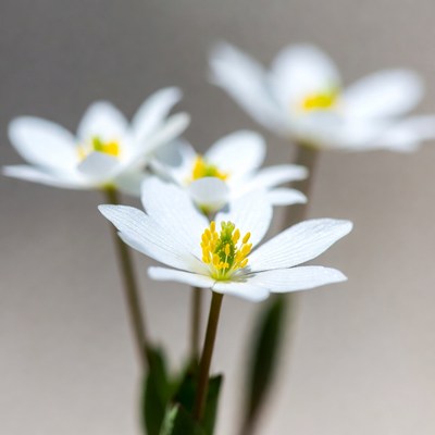 White Anemone Flowers with Yellow Centers