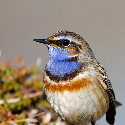 Whinchat bird with blue throat