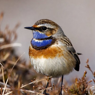 Whinchat bird with blue throat