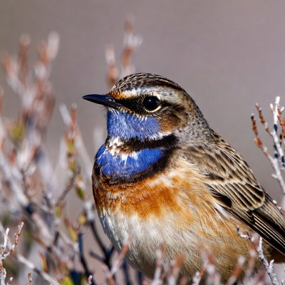 Whinchat bird with blue eye stripe