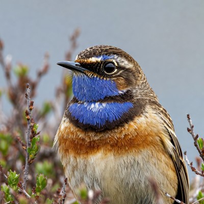 Blue-throated bird on branches