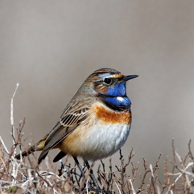 Whinchat bird with blue throat