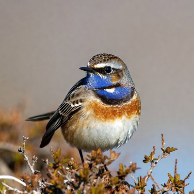 Whinchat bird on branches