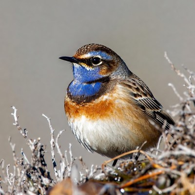 Whinchat bird on twigs