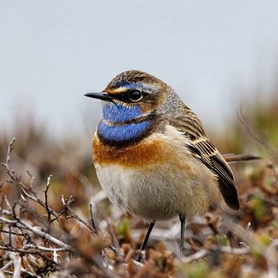 Whinchat bird on branches