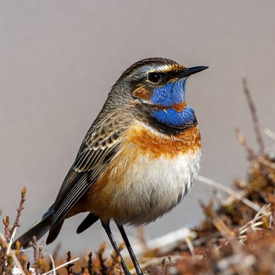 Whinchat bird with blue throat