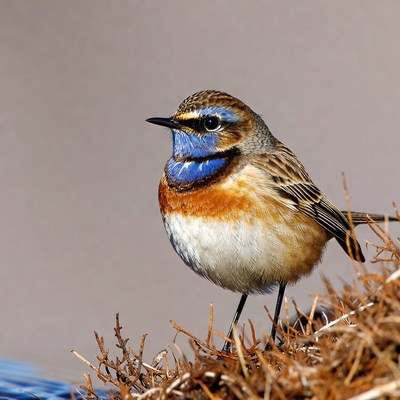 Whinchat bird on dry grass