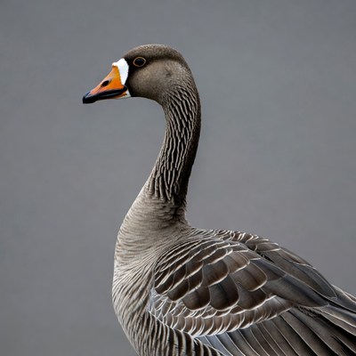 Grey goose with orange beak
