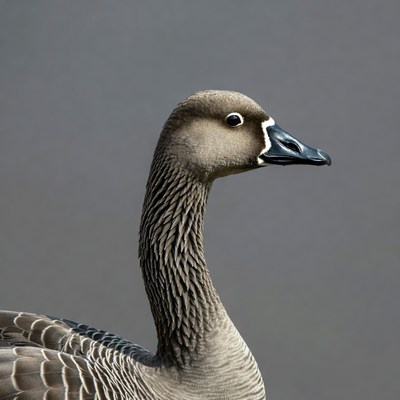 White-fronted Goose profile view